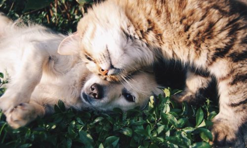 Tips for Boarding your Cat or Dog